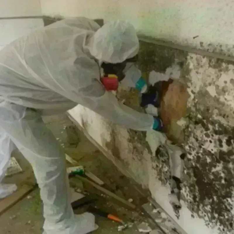 Mold Remediation and Removal in El Mirage, AZ